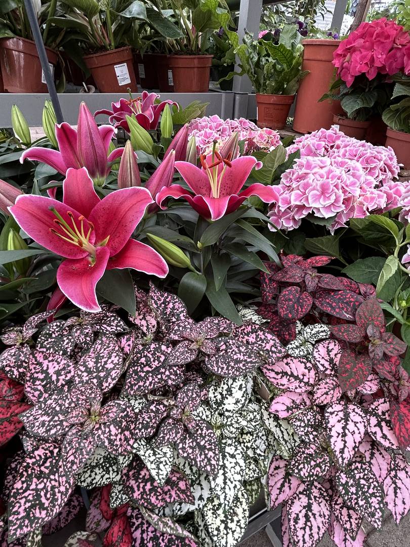 Jardin Fleuri Caluire Jardin Fleuri