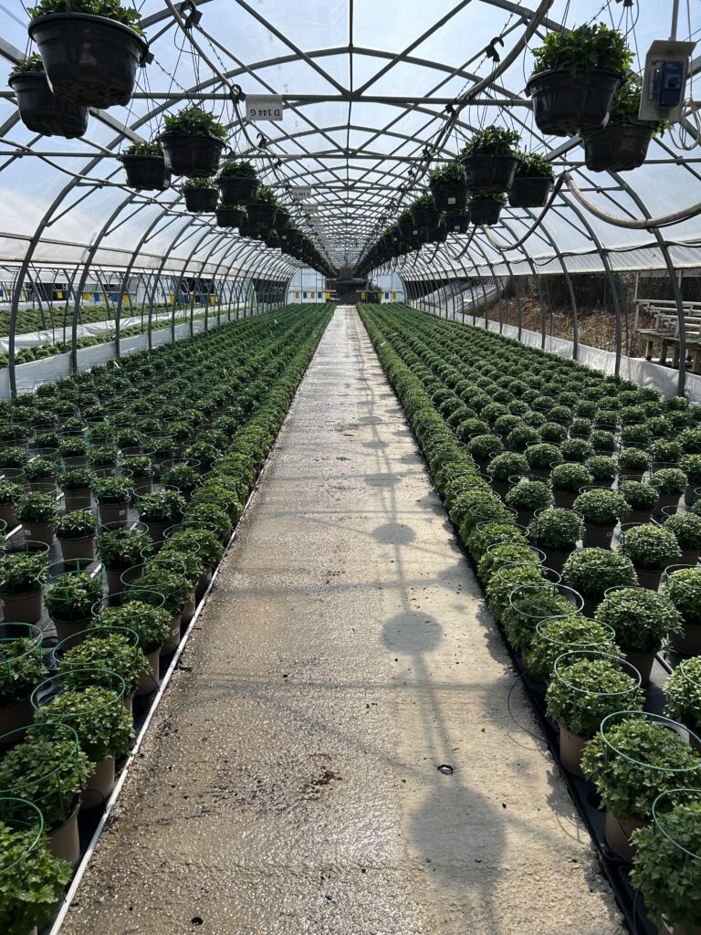 Production & vente de chrysanthèmes chez Jardin Fleuri Lyon - Jardin Fleuri Caluire - Jardin Fleuri Reyrieux