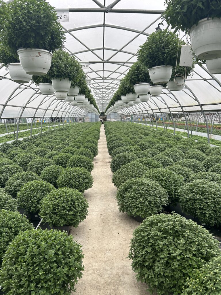 Serre de production horticole - Production & vente de chrysanthèmes chez Jardin Fleuri Lyon - Jardin Fleuri Caluire - Jardin Fleuri Reyrieux