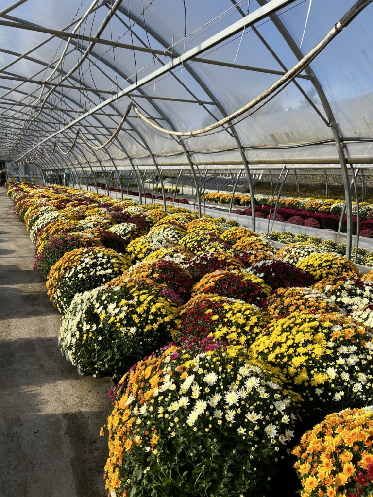 Production & vente de chrysanthèmes chez Jardin Fleuri Lyon - Jardin Fleuri Caluire - Jardin Fleuri Reyrieux