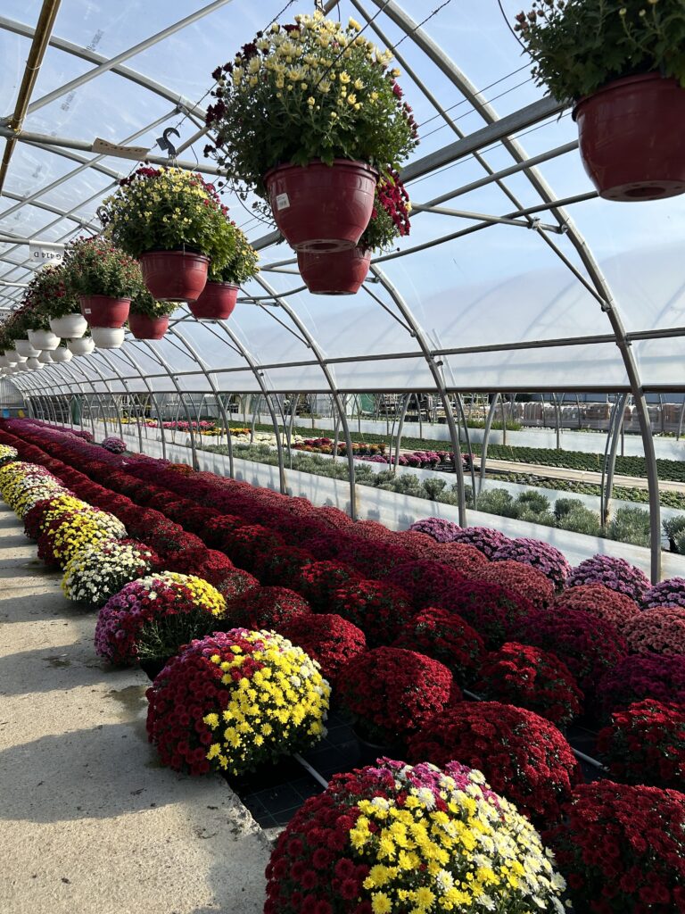 Production & vente de chrysanthèmes chez Jardin Fleuri Lyon - Jardin Fleuri Caluire - Jardin Fleuri Reyrieux