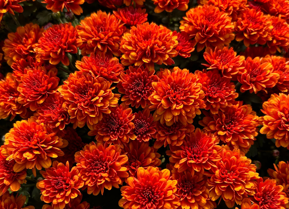 Jardin Fleuri - Chrysanthème orange - Actu