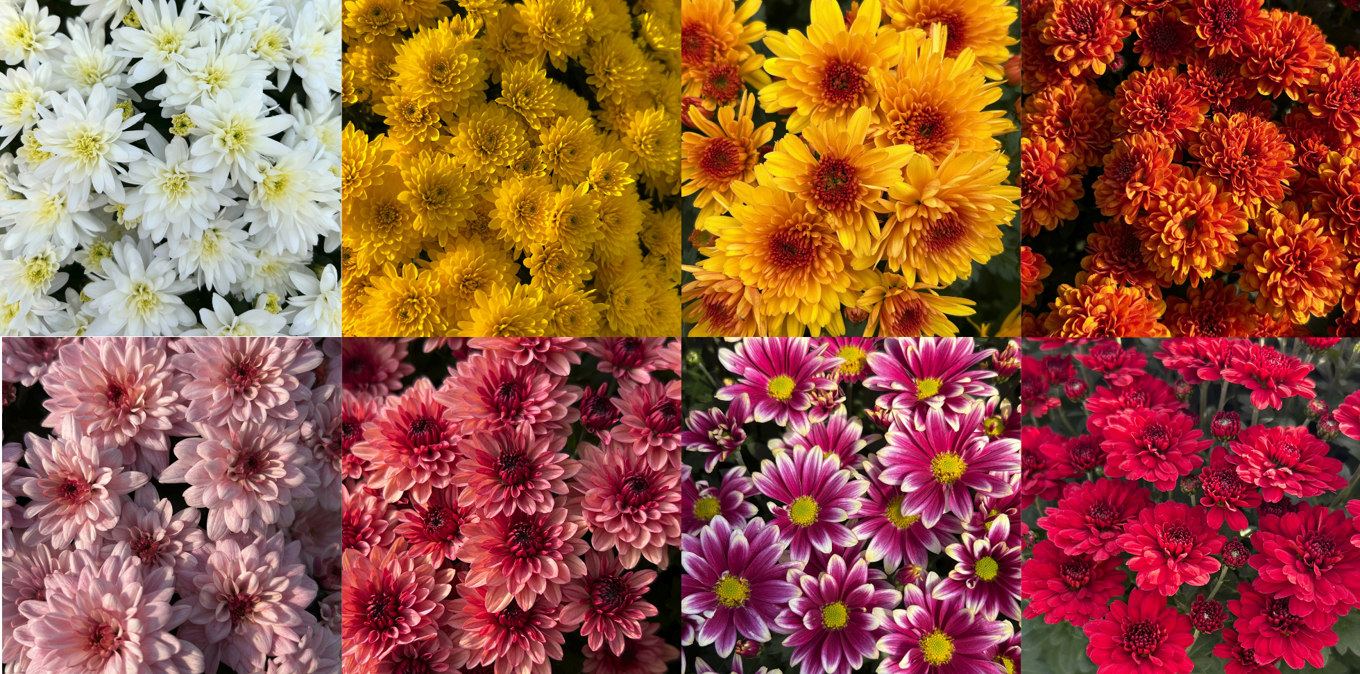 Production & vente de chrysanthèmes chez Jardin Fleuri Lyon - Jardin Fleuri Caluire - Jardin Fleuri Reyrieux