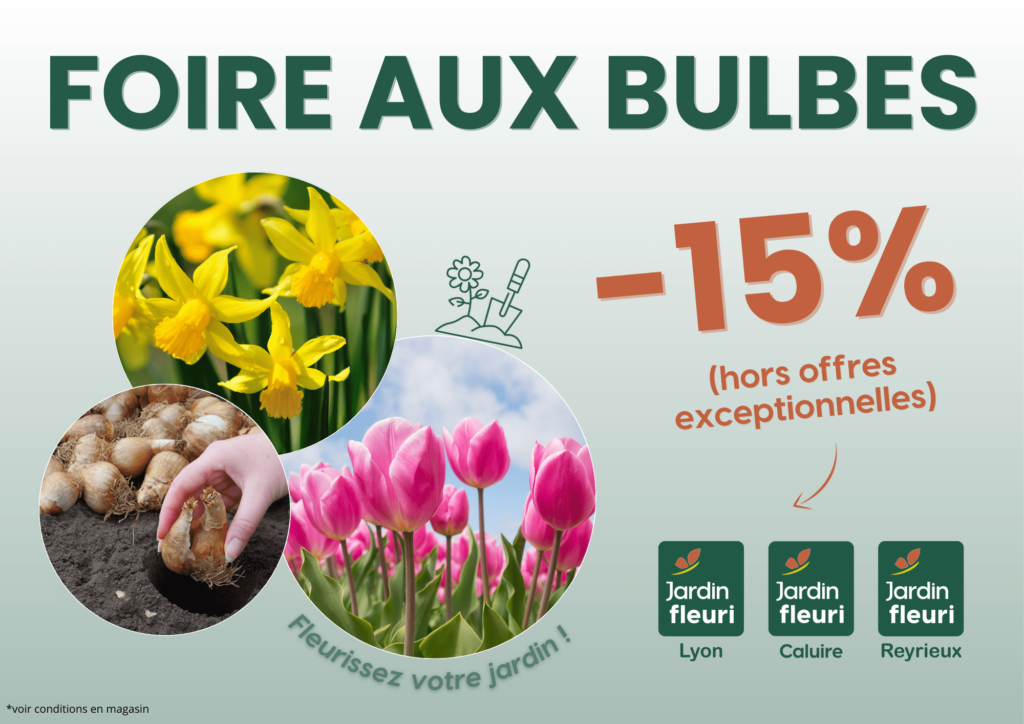 Promotion bulbes de fleurs -15% sur tous les bulbes - Jardin Fleuri Lyon - Caluire - Reyrieux