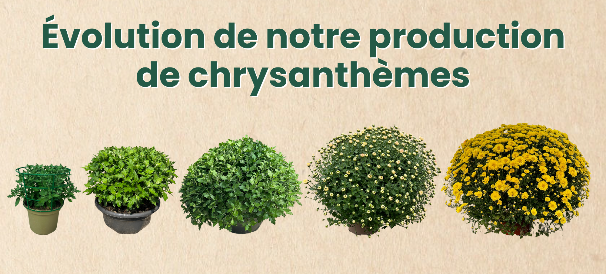 Production de chrysanthèmes chez Jardin Fleuri Lyon - Jardin Fleuri Caluire - Jardin Fleuri Reyrieux