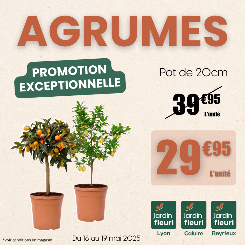 Agrumes - Jardin Fleuri Lyon / Caluire / Reyrieux