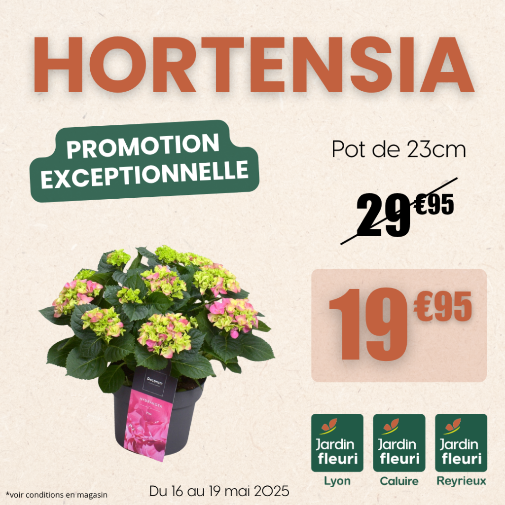 Hortensia - Jardin Fleuri Lyon / Caluire / Reyrieux