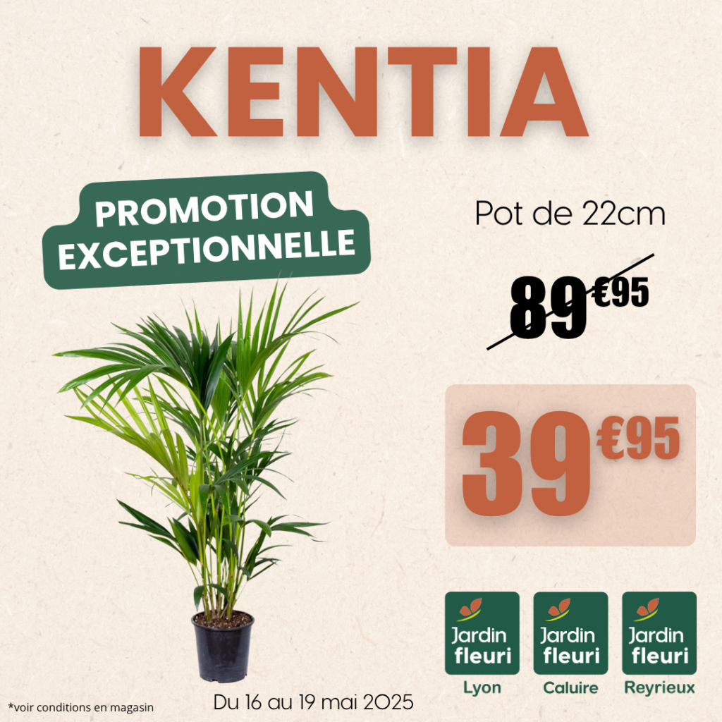 Kentia - Jardin Fleuri Lyon / Caluire / Reyrieux