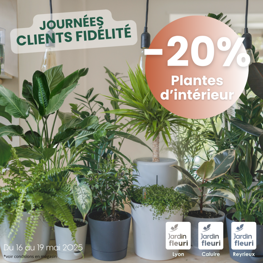 plantes vertes -20% Jardin Fleuri Lyon / Caluire / Reyrieux