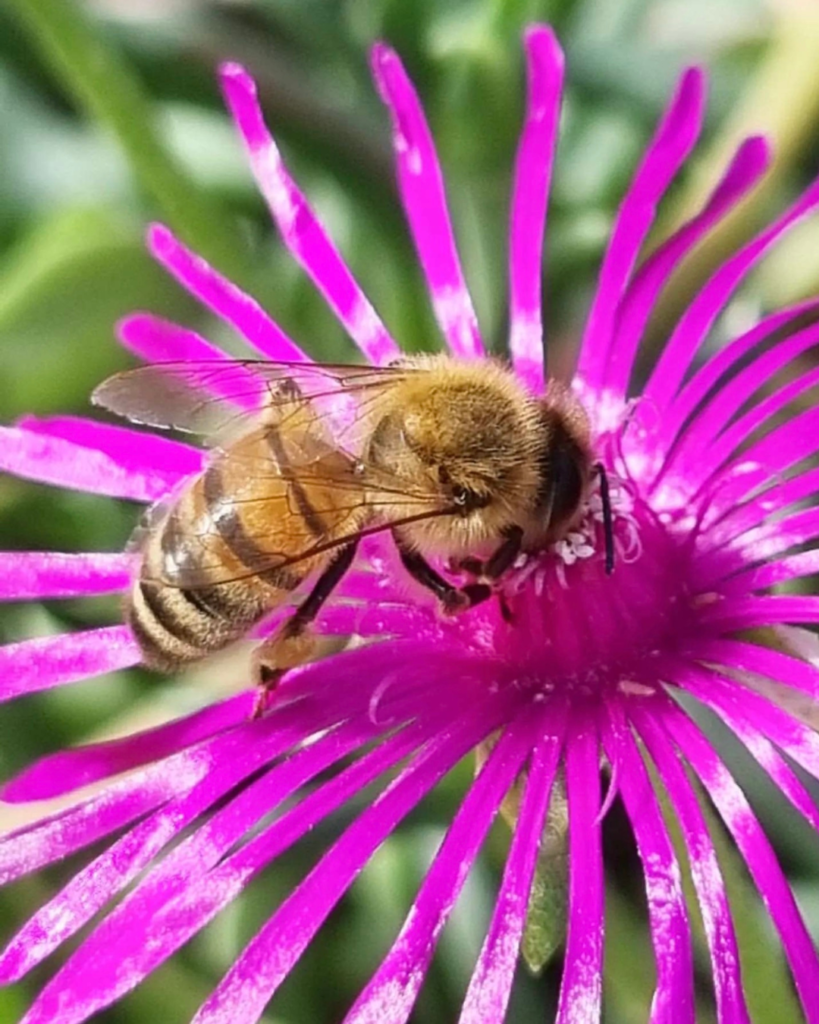 Photo fleurs et abeilles - Jardin Fleuri