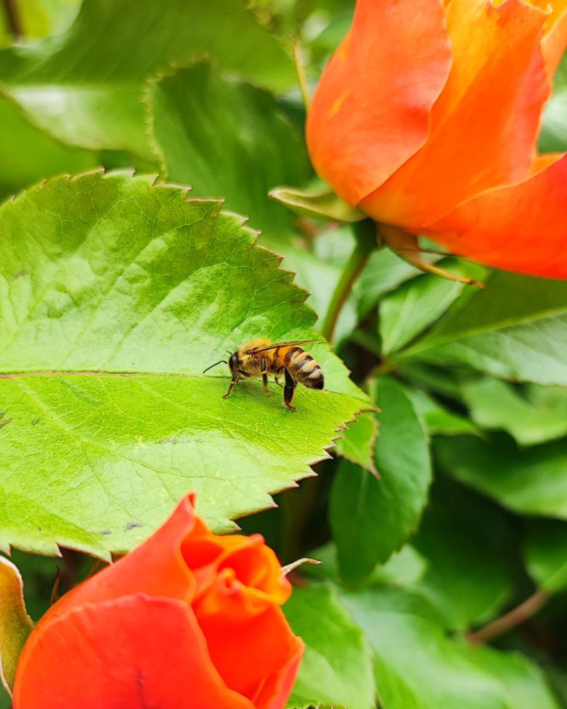 Photo fleurs et abeilles - Jardin Fleuri