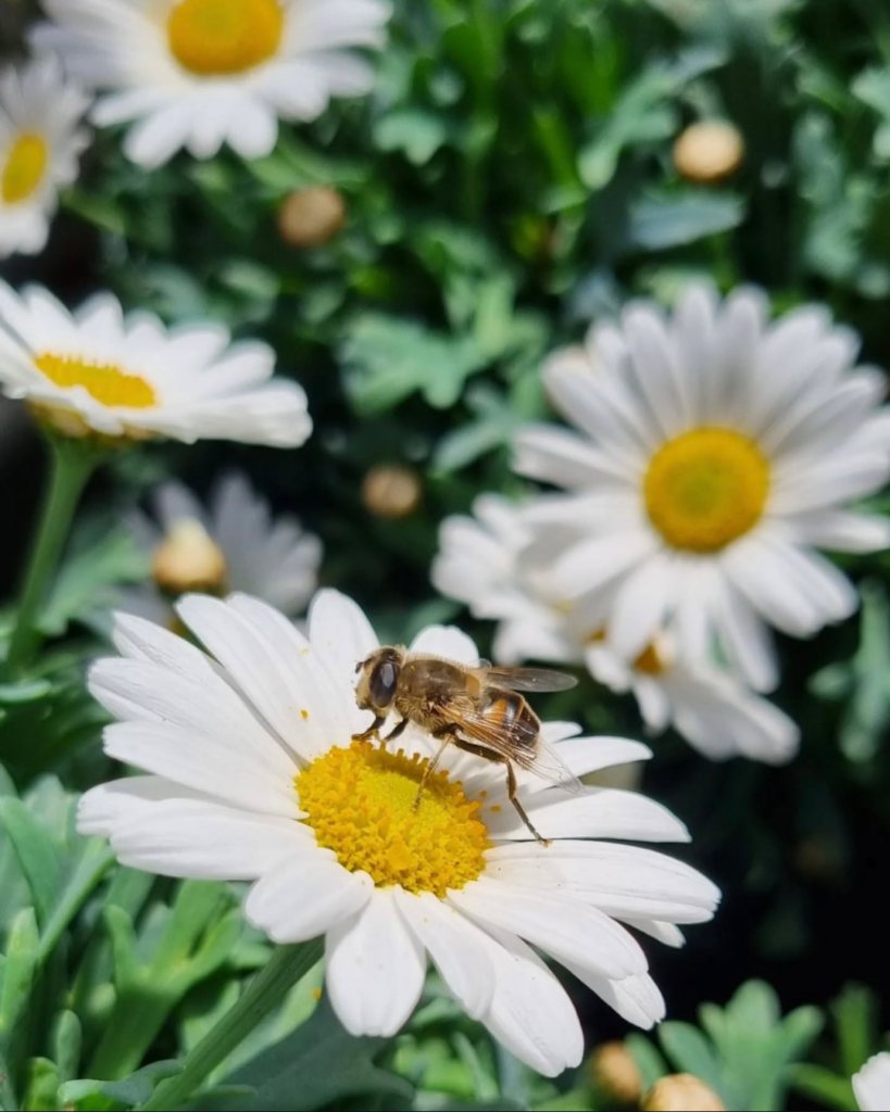 Photo fleurs et abeilles - Jardin Fleuri