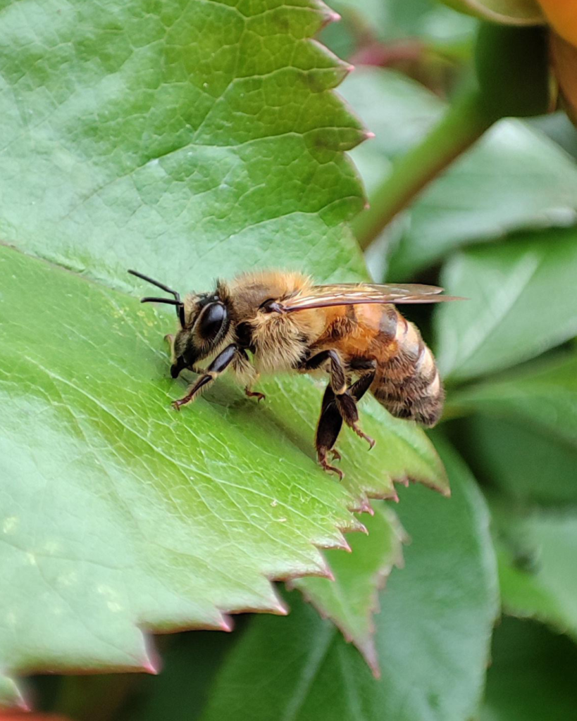 Photo fleurs et abeilles - Jardin Fleuri