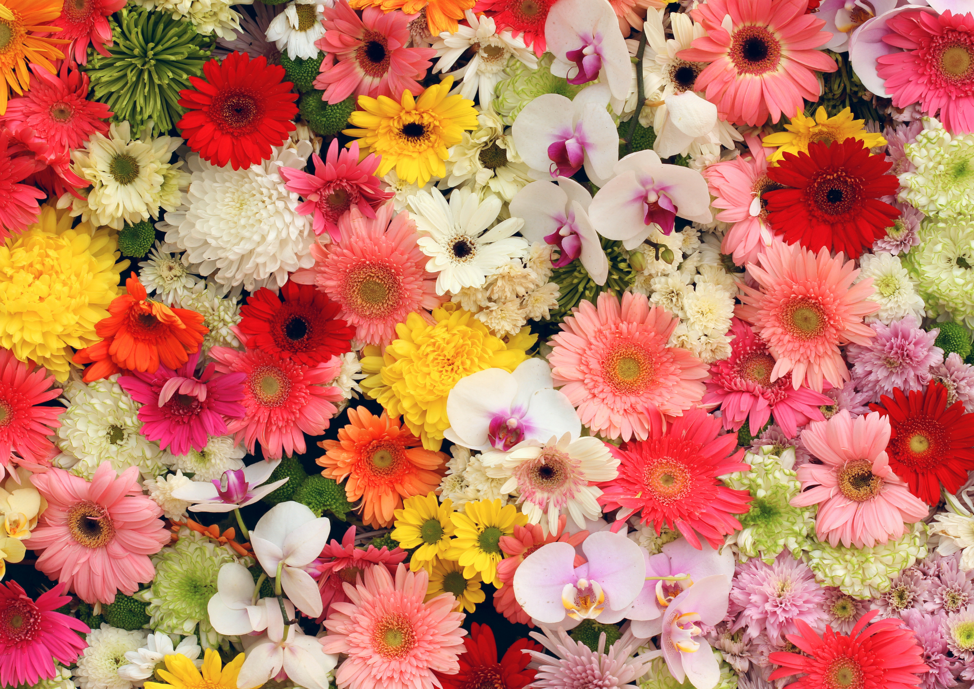 La semaine des fleurs pour les abeilles - Jardin Fleuri
