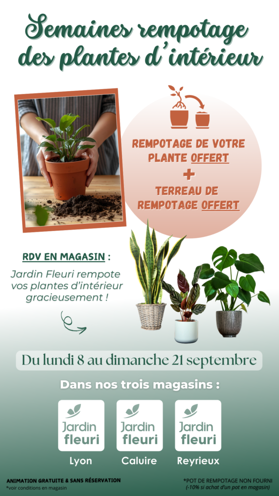 Rempotage plantes d'intérieur offert - Jardin Fleuri Lyon - Caluire - Reyrieux