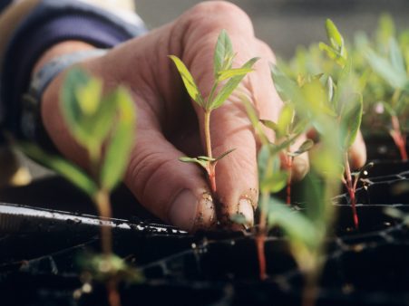 Production horticole - Jardinerie - Jardin Fleuri Caluire