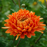 Production & vente de chrysanthèmes chez Jardin Fleuri Lyon - Jardin Fleuri Caluire - Jardin Fleuri Reyrieux